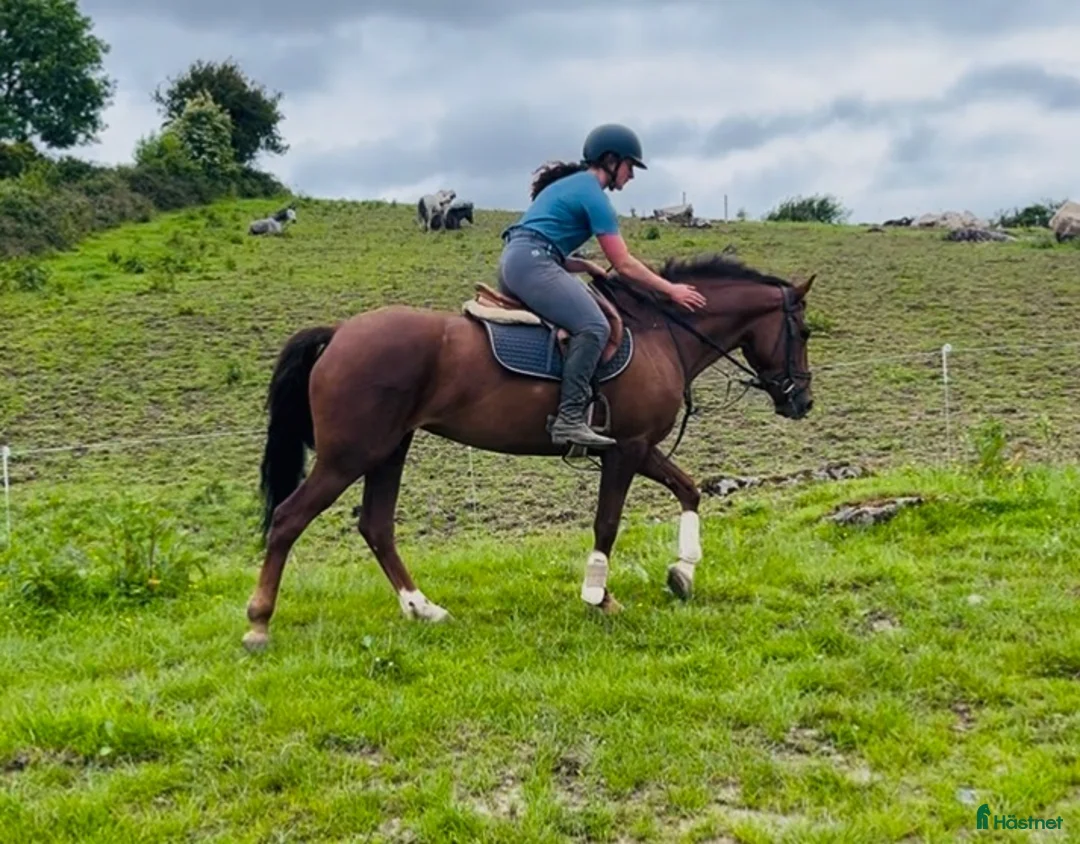 Allround hästar till salu: Lovely allrounder type 160cm - Annons 1