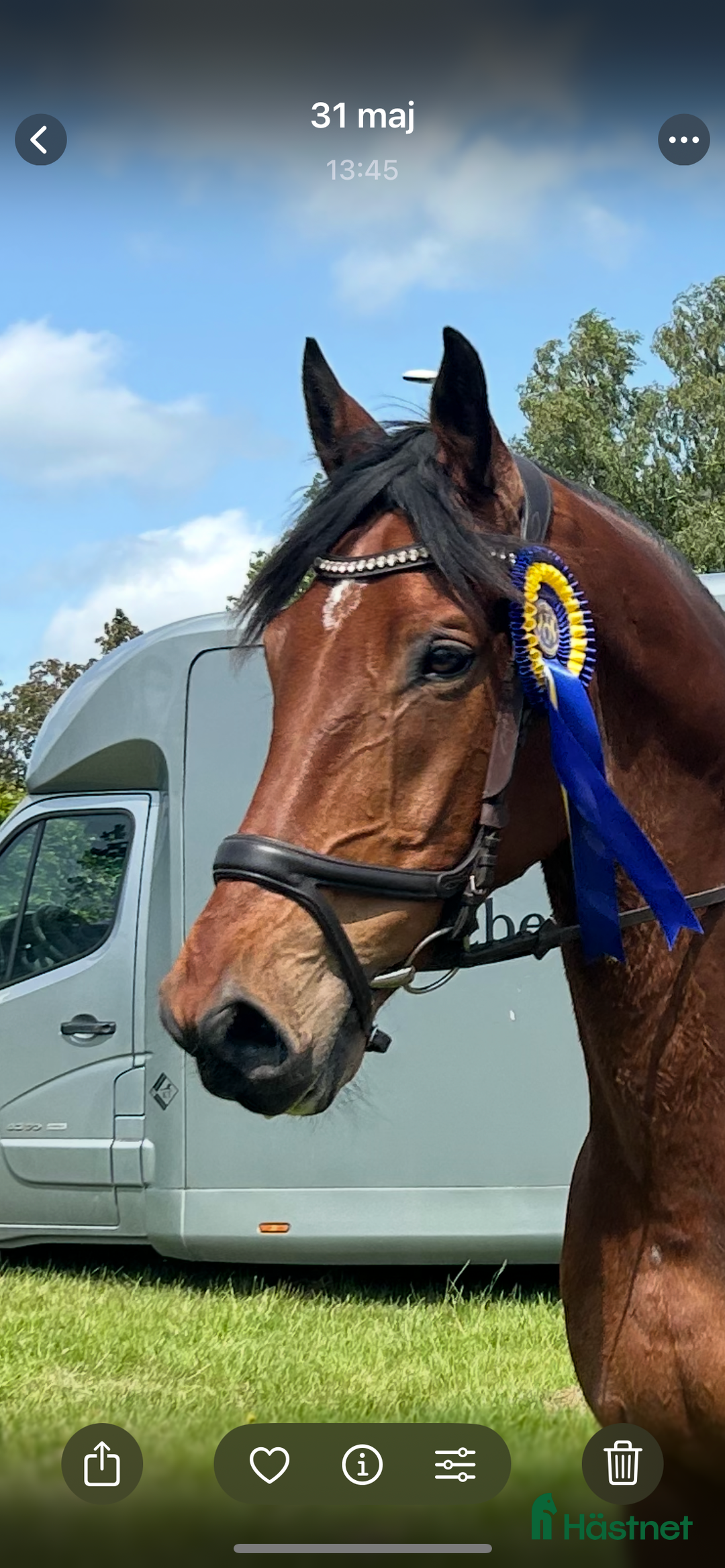Hoppning hästar till salu: Children häst i Höör - Annons 1