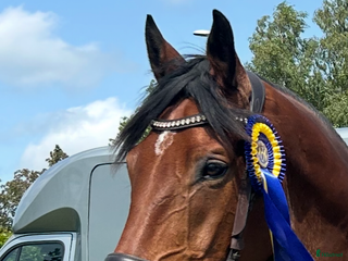 hästar Children häst i Höör - Annons 17