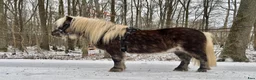 Allround hästar till salu: Våra 2 fina killar❤️ söker nytt hem! - Annons 5