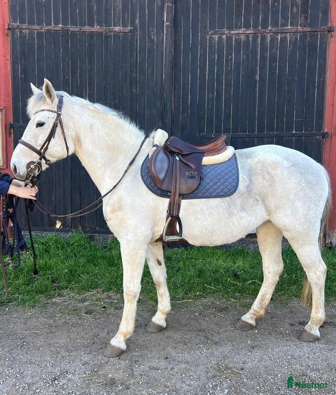 Hoppning hästar till salu: Hoppglad C-ponny - Annons 1