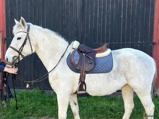 hästar Hoppglad C-ponny - Annons 9