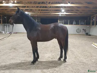 hästar Treåringar för hopp & fälttävlan - Annons 16