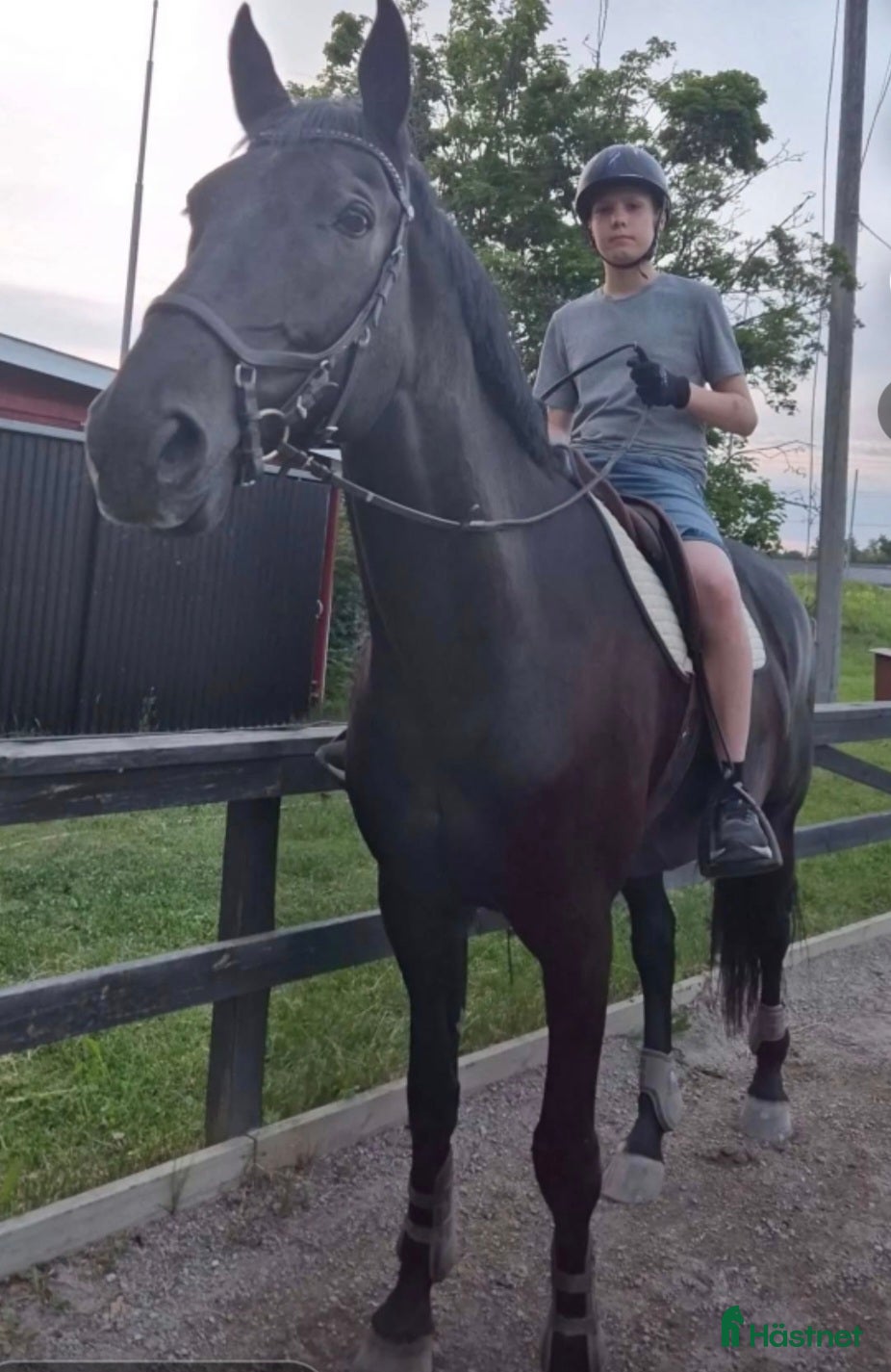 hästar Trevlig valack  - Annons 2