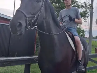 hästar Trevlig valack - Annons 2