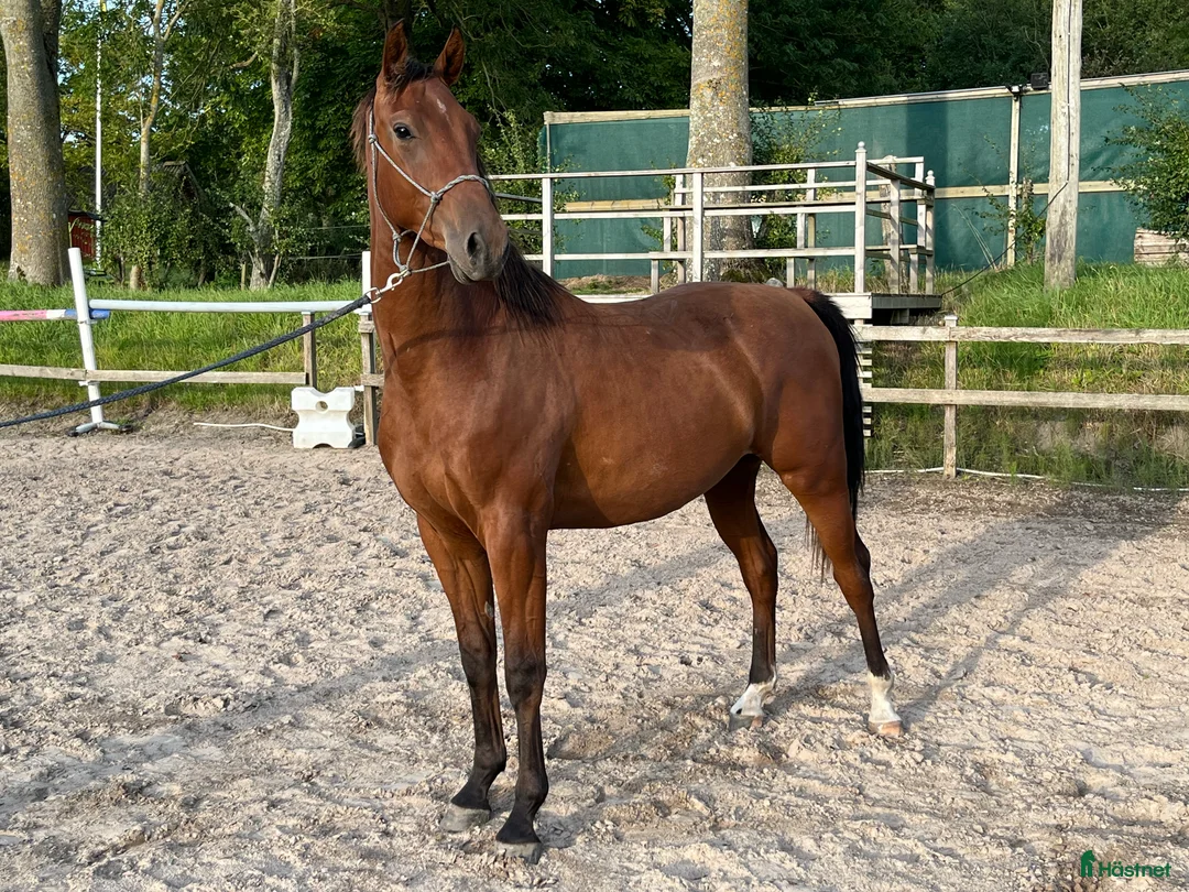 Hoppning hästar till salu: Max Verstappen - Annons 3