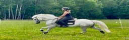 Allround hästar till salu: Mycket fin Connemara Projekt  - Annons 8