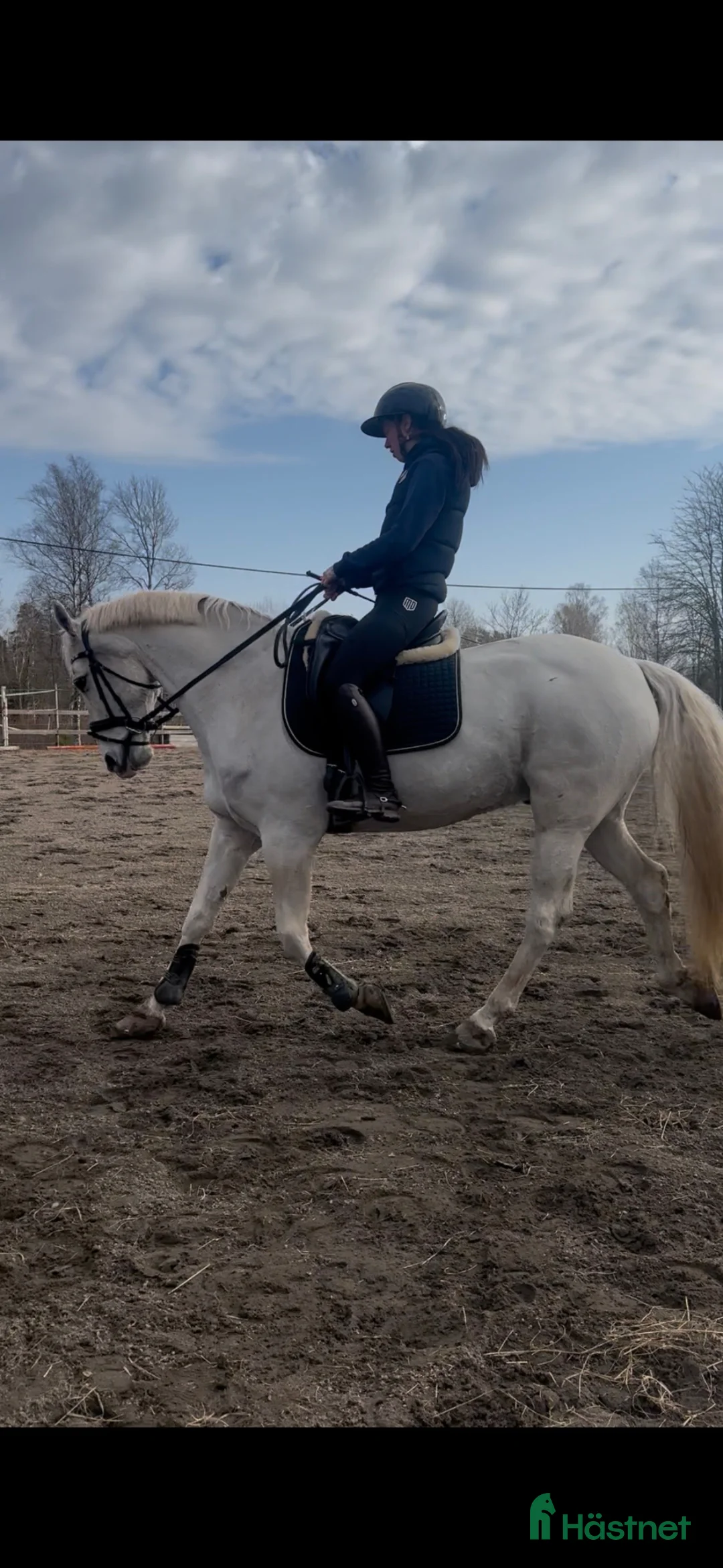  hästservice finnes: hästar för utbildning, träning och tävling.  - Annons 2