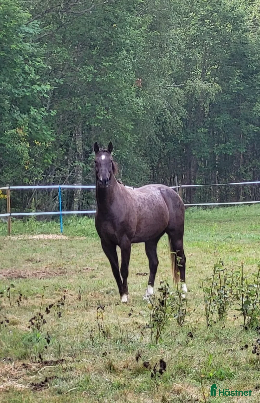 Allround hästar till salu: Max söker ett nytt hem - Annons 7