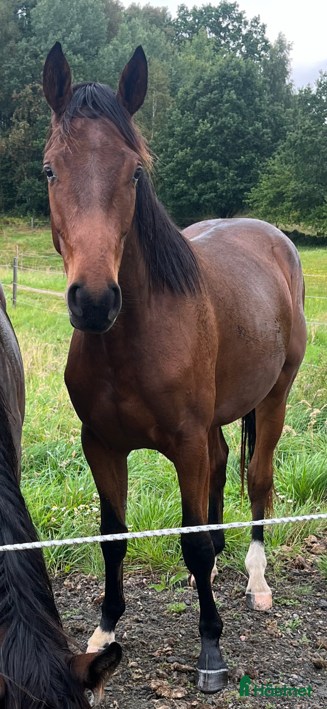 Hoppning hästar till salu: Häst för framtiden - Annons 1