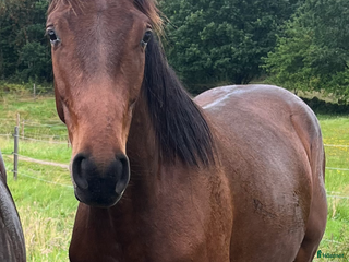 hästar Häst för framtiden - Annons 13