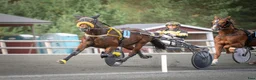 Trav hästar till salu: Nykvalad starthäst. i Sölvesborg - Annons 3