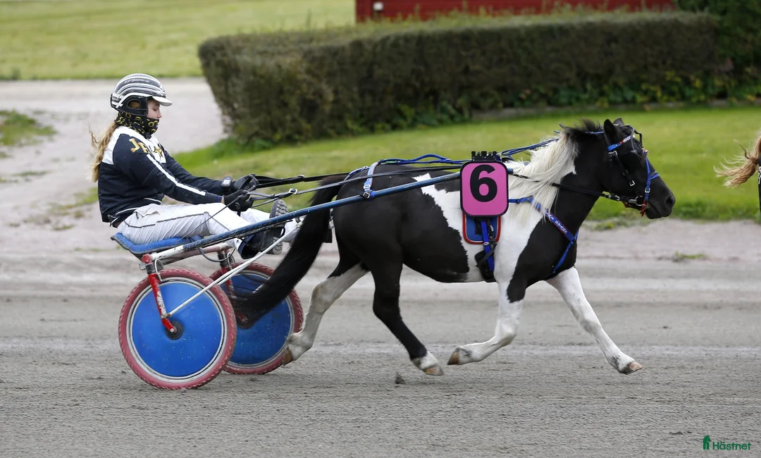 Allround hästar till salu: Sportig stor shetlandsponny - Annons 2