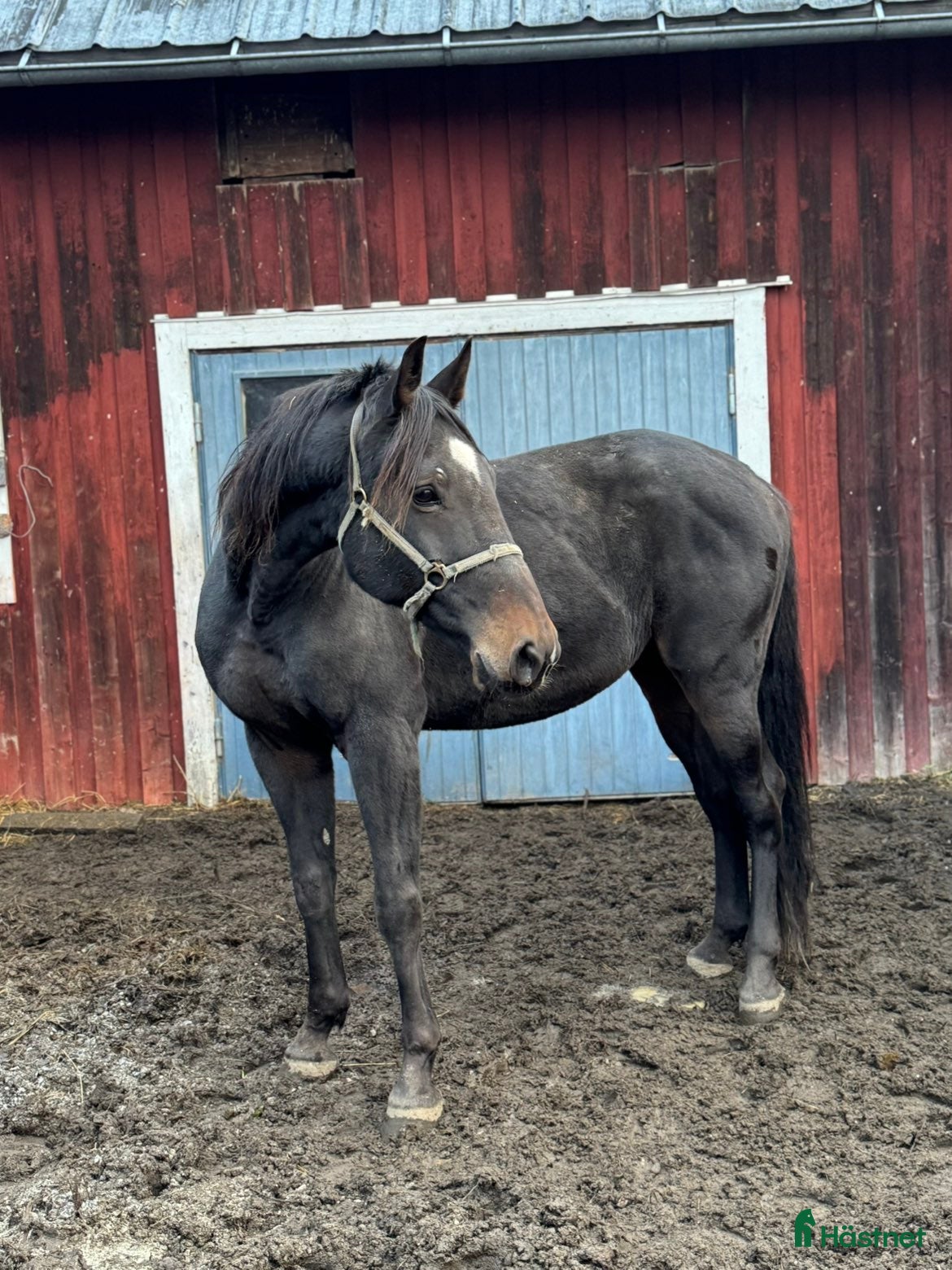  hästar Varmblodsvallack -16. i Stöde - Annons 7