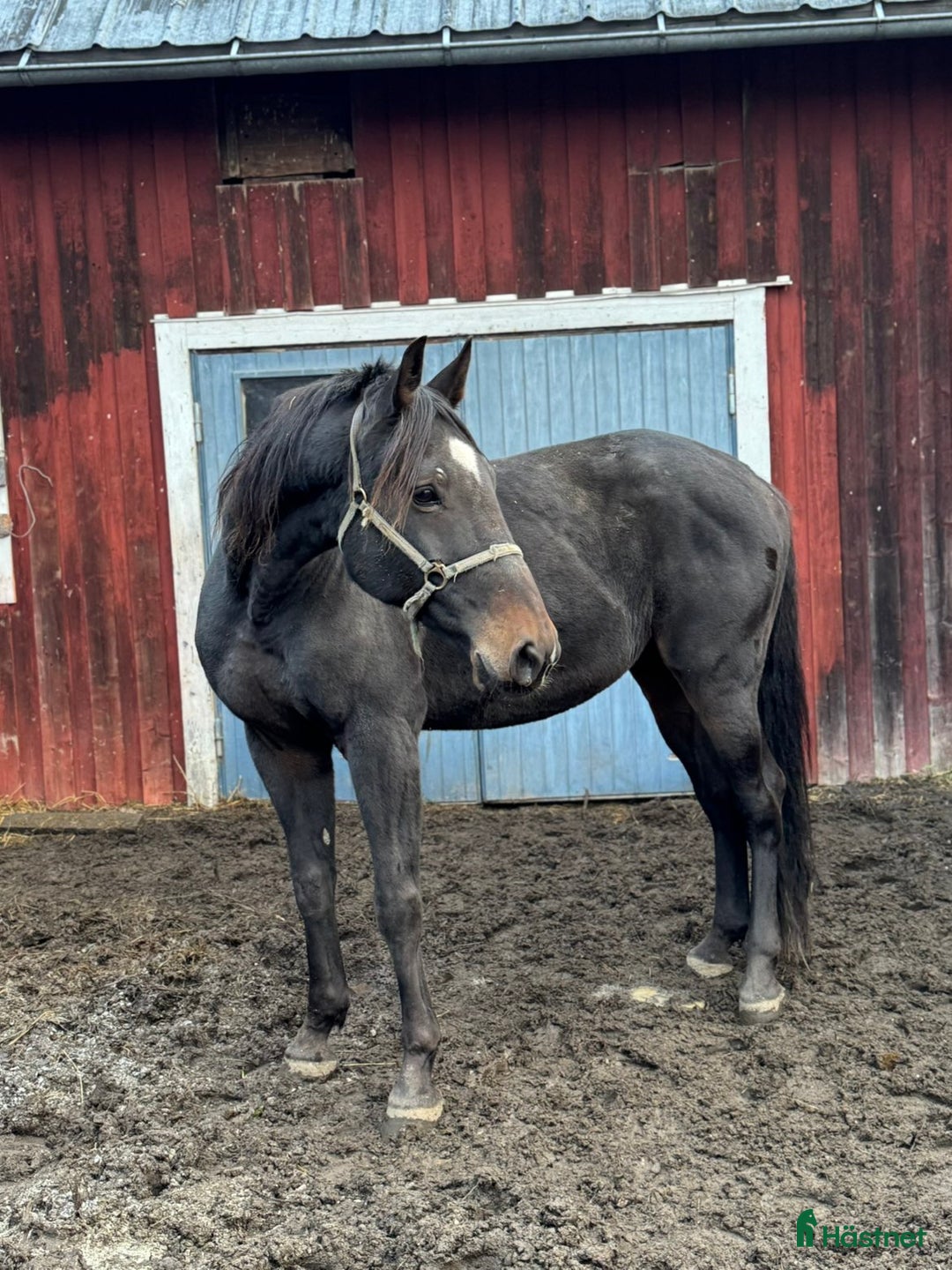 Allround hästar till salu: Varmblodsvallack -16. i Stöde - Annons 1
