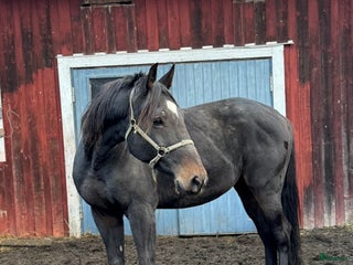 hästar Varmblodsvallack -16. i Stöde - Annons 7