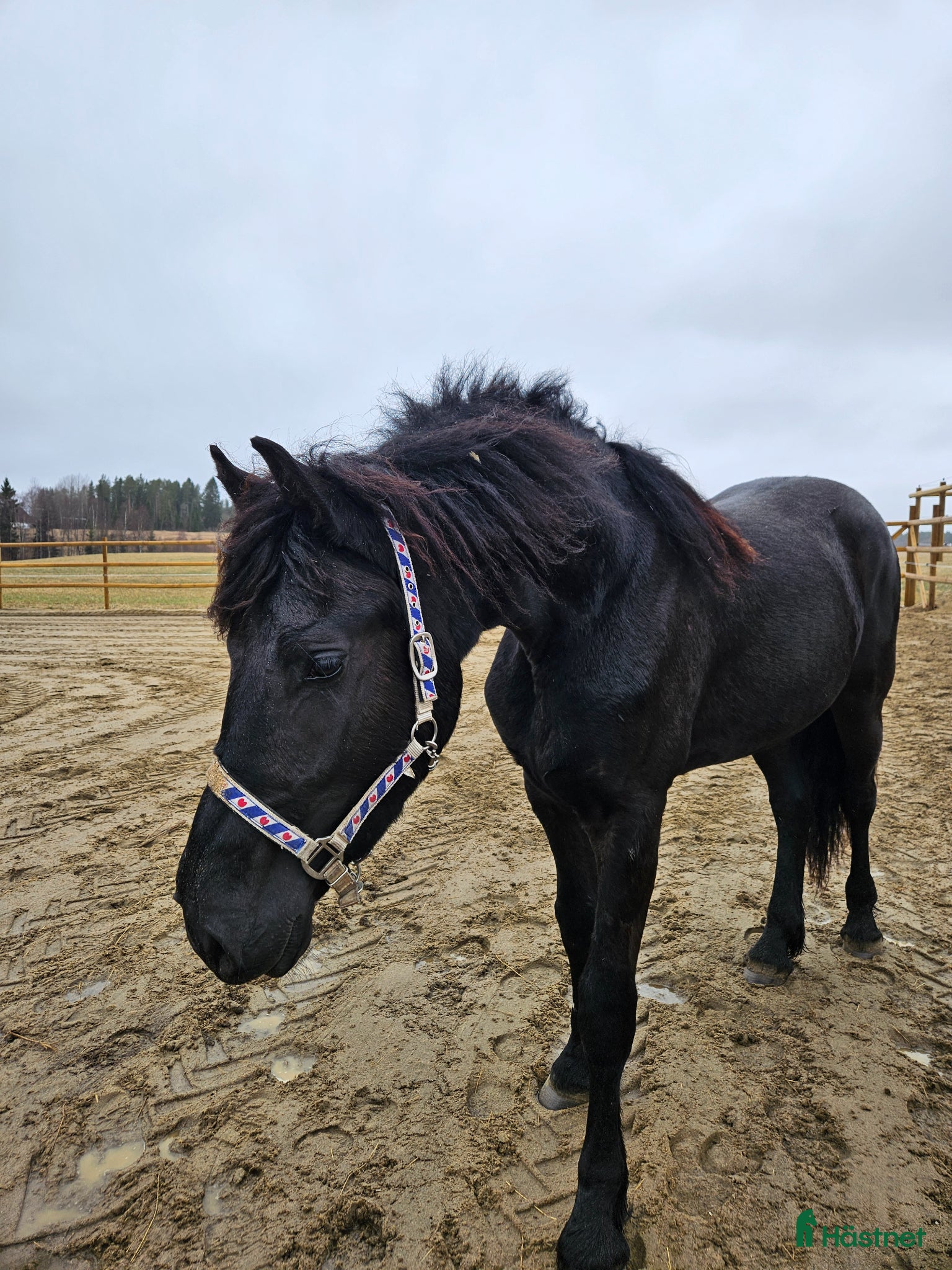  hästar Stallets Clown - Annons 1