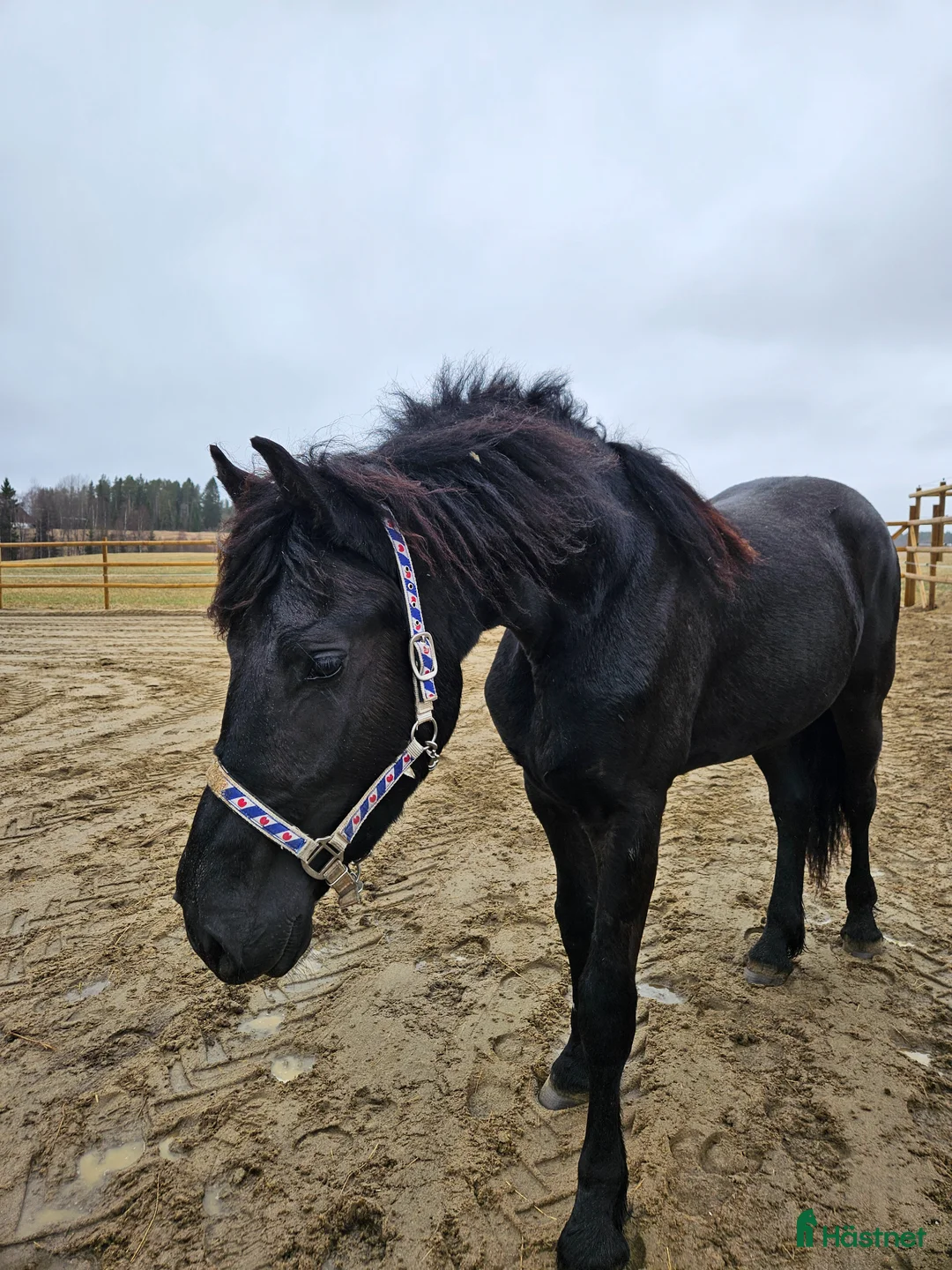 Allround hästar till salu: Stallets Clown - Annons 1