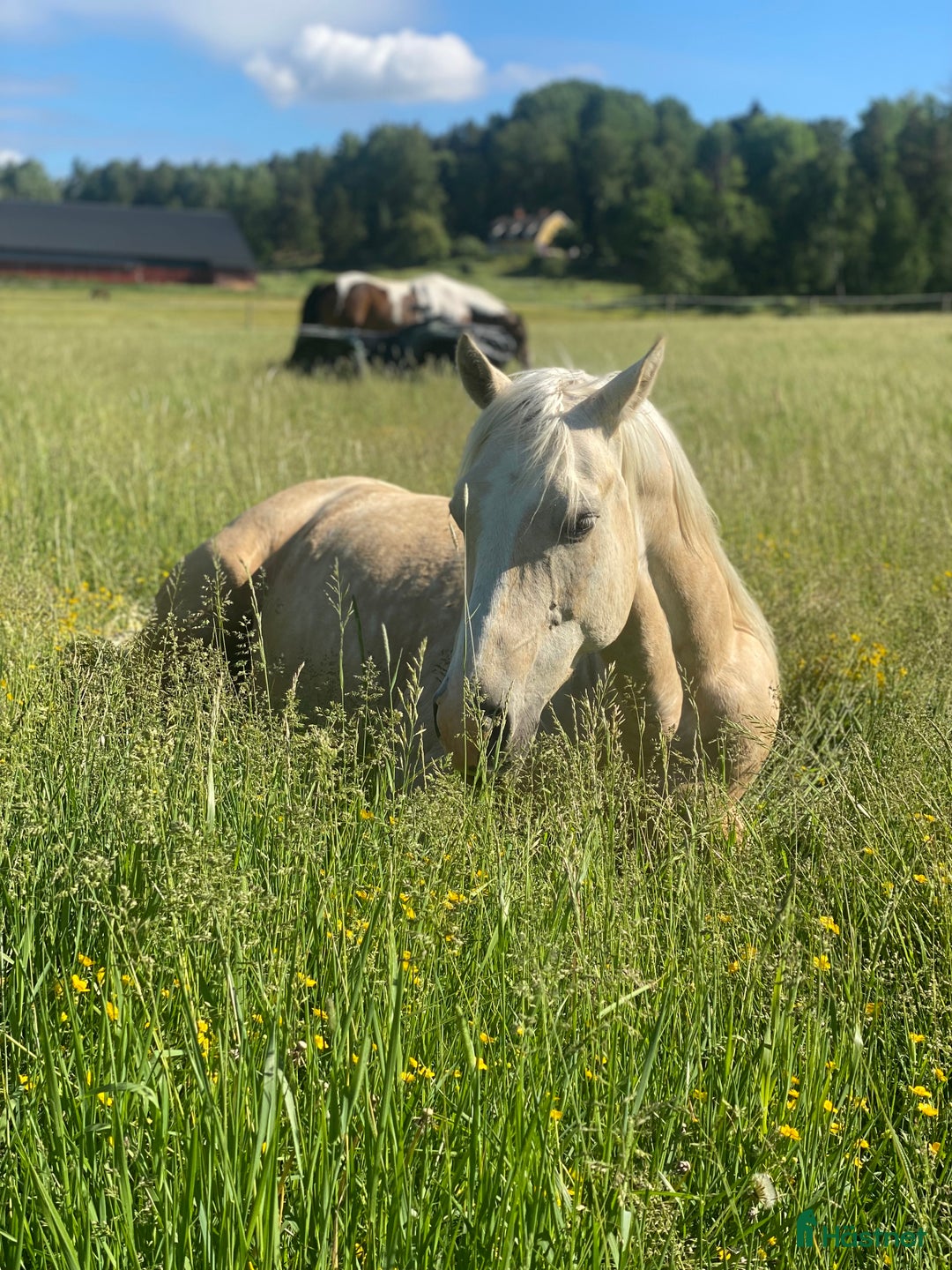  stallplats finnes: Lediga stallplatser mellan Södertälje & Nyköping  i Tystberga - Annons 6