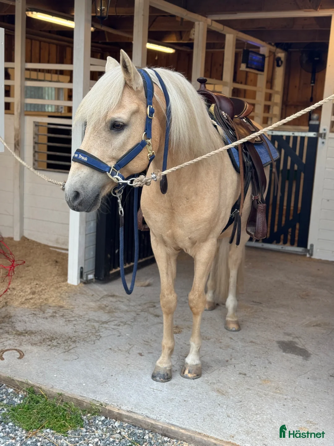 Allround hästar till salu: Underbar Aegidienberger valack  - Annons 2