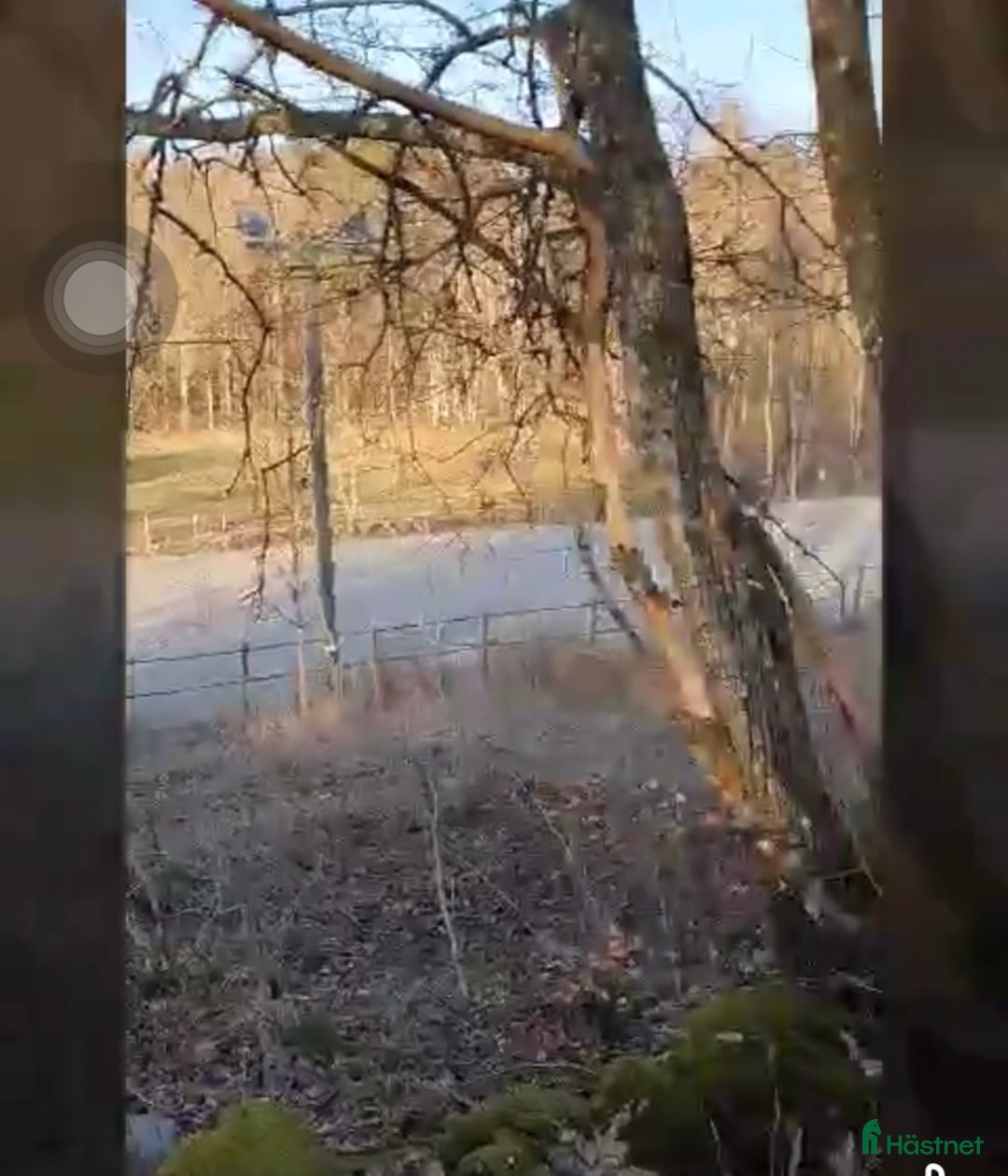  stallplats finnes: Lösdriftsplats för islandshäst i Lindome i Lindome - Annons 5