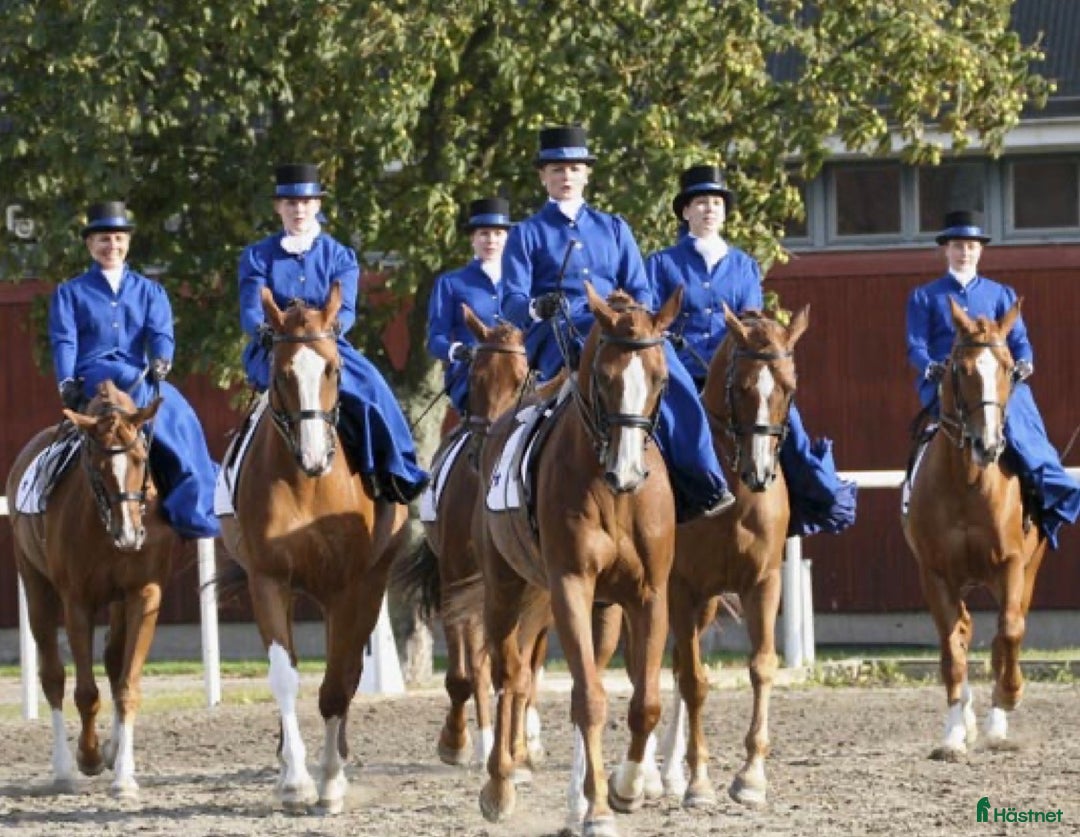 Sadlar hästutrustning till salu: Damsadel i Stockholm - Annons 6