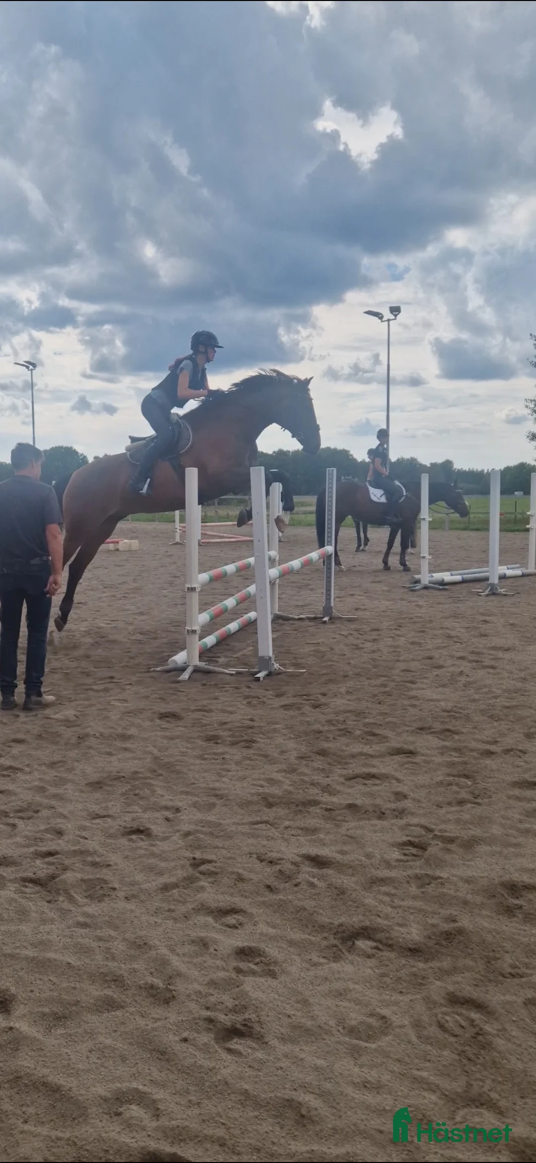 Allround hästar till salu: Trevlig & personlig kille - Annons 2