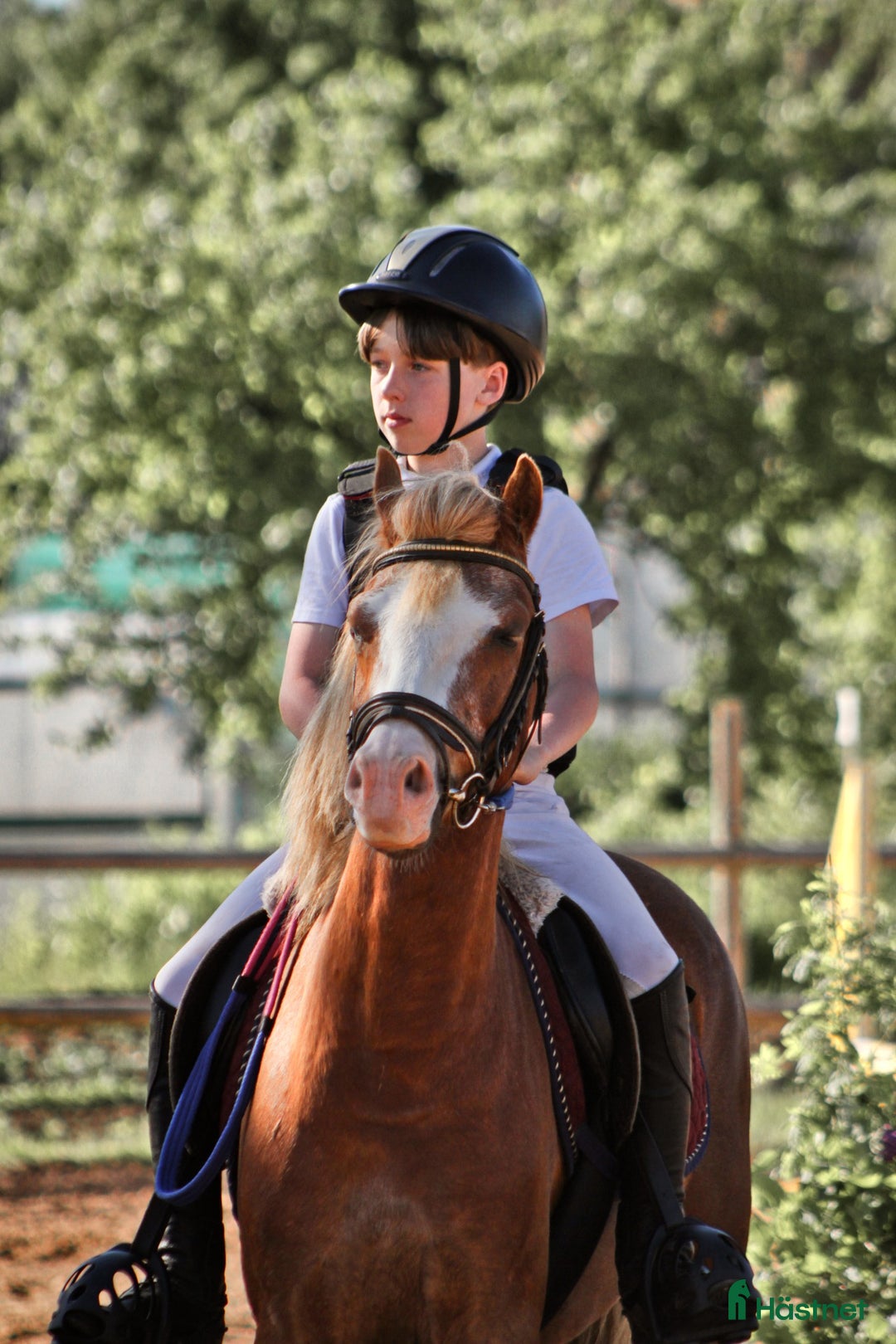 Hoppning hästar till salu: Welsh pony for sport i Stockholm - Annons 4