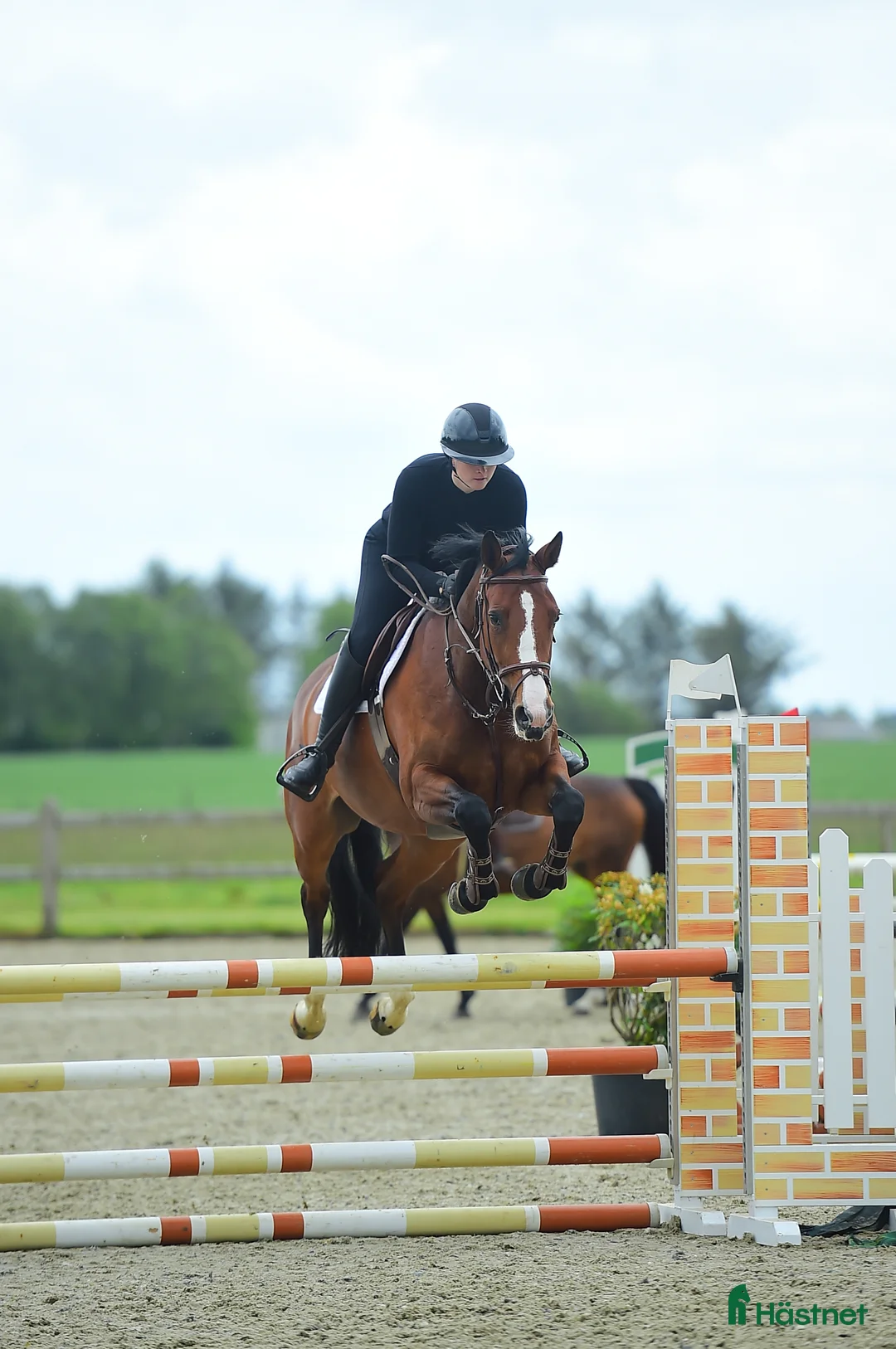 Hoppning hästar till salu: Sød og ukompliceret 7 års - Annons 1