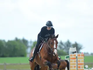 hästar Sød og ukompliceret 7 års - Annons 10