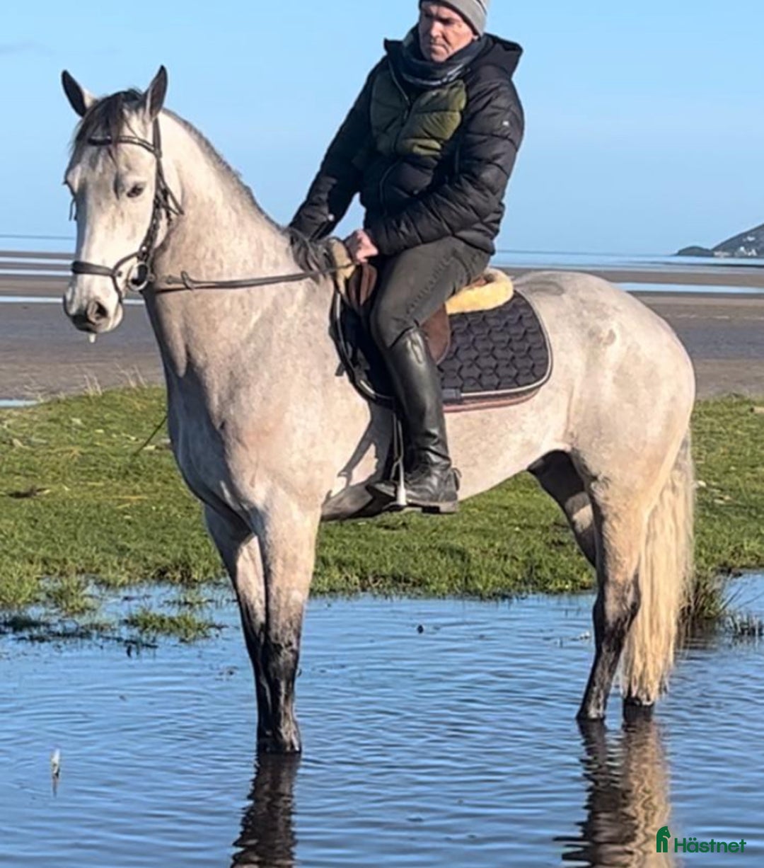 Hoppning hästar till salu: Vacker valack med potential i Jönåker - Annons 4