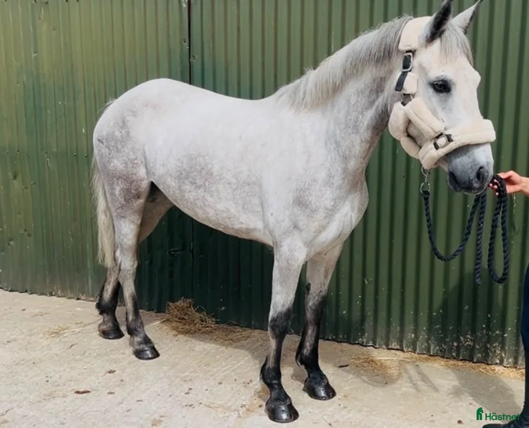 Allround hästar till salu: Connemara ponies - Annons 20
