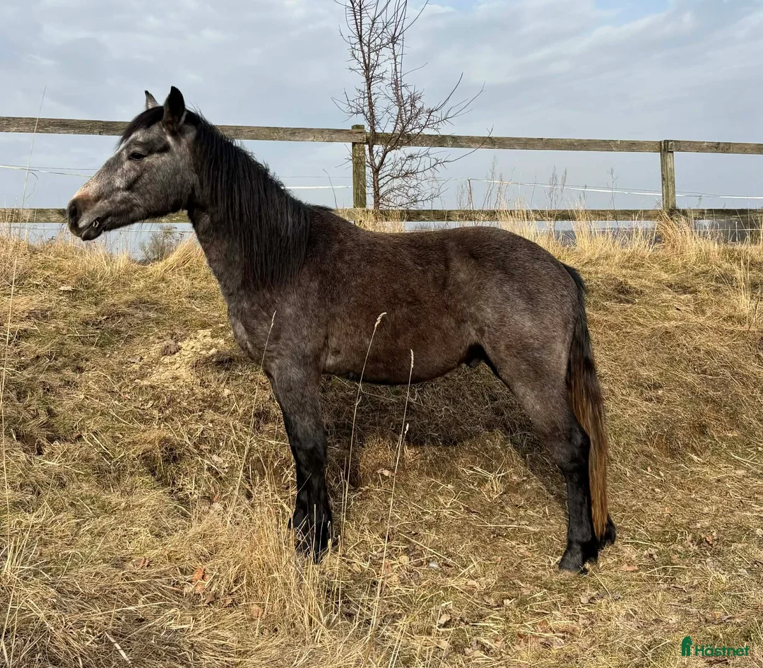 Allround hästar till salu: Vacker Connemara - Annons 1