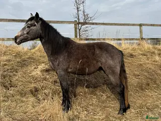 hästar Vacker Connemara - Annons 3
