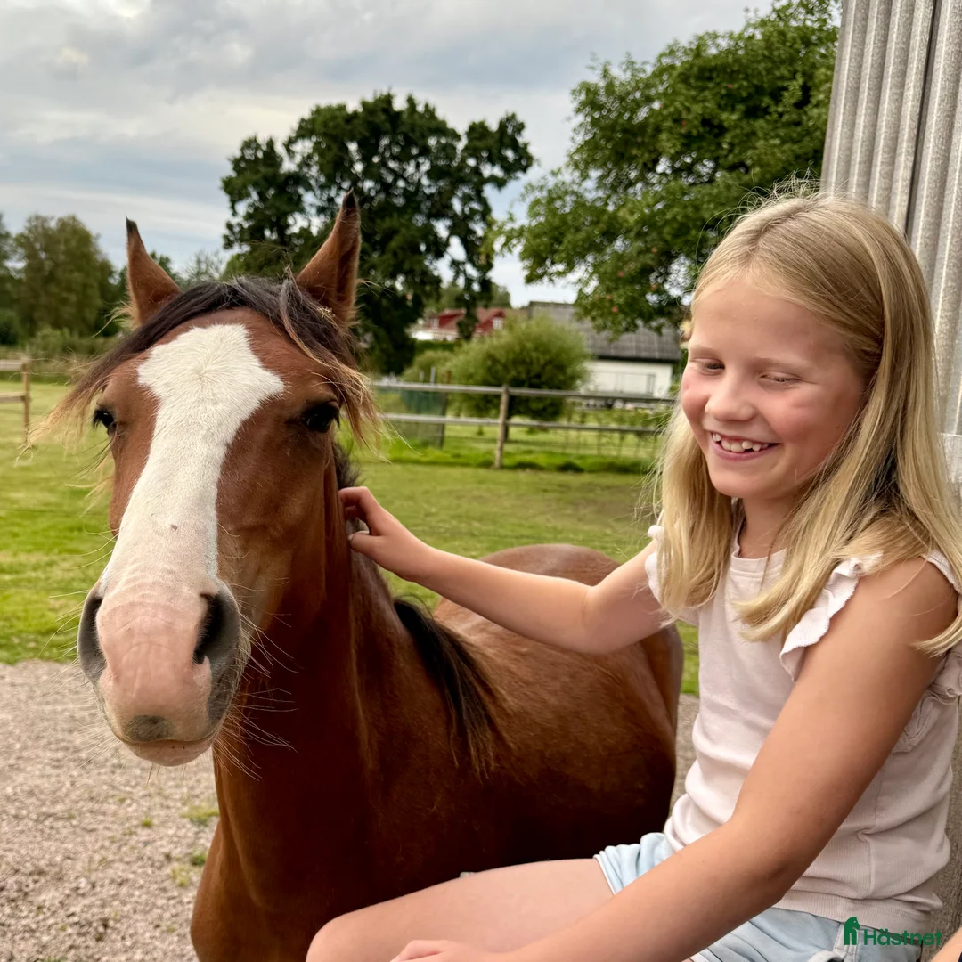 Allround hästar till salu: Ungponny med prestationsstam - Annons 2