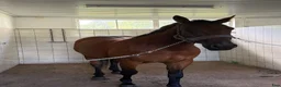  stallplats finnes: Stallplatser/rehab  i Floby - Annons 6