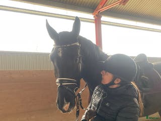 hästar Lyxig skogsmulle i Lödöse - Annons 2