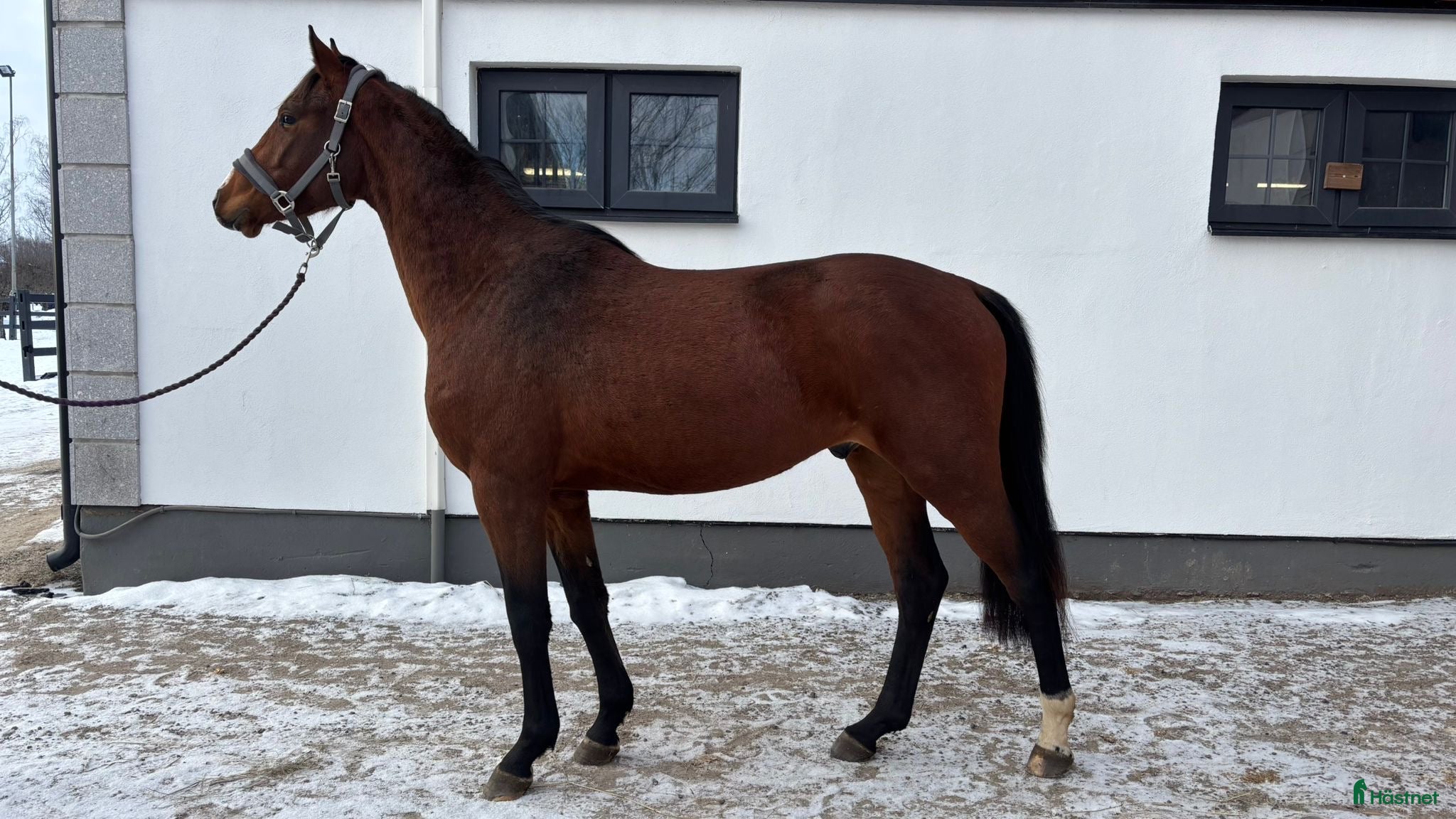  hästar Valack 3 år - Annons 2