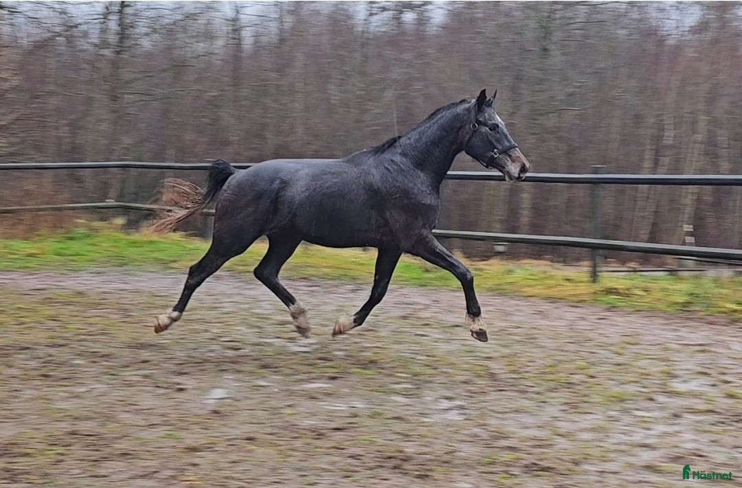 Dressyr hästar till salu: Välstammad unghäst i Odensbacken - Annons 4
