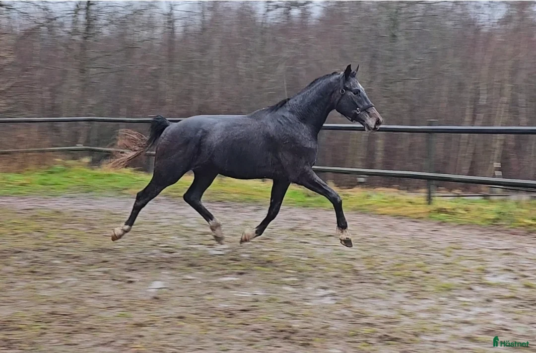 Dressyr hästar till salu: Välstammad unghäst i Odensbacken - Annons 4
