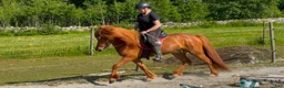 Island hästar till salu: Snygg valack, 8 år - Annons 7