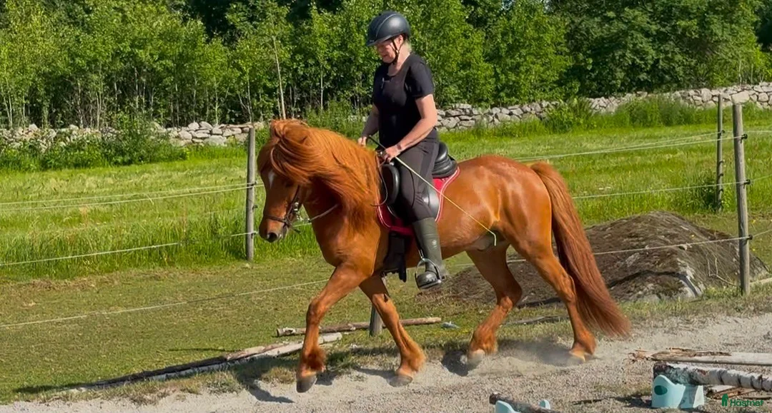 Island hästar till salu: Snygg valack, 8 år - Annons 7