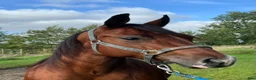 Western hästar till salu: Sällsynt tillfälle! - Annons 2
