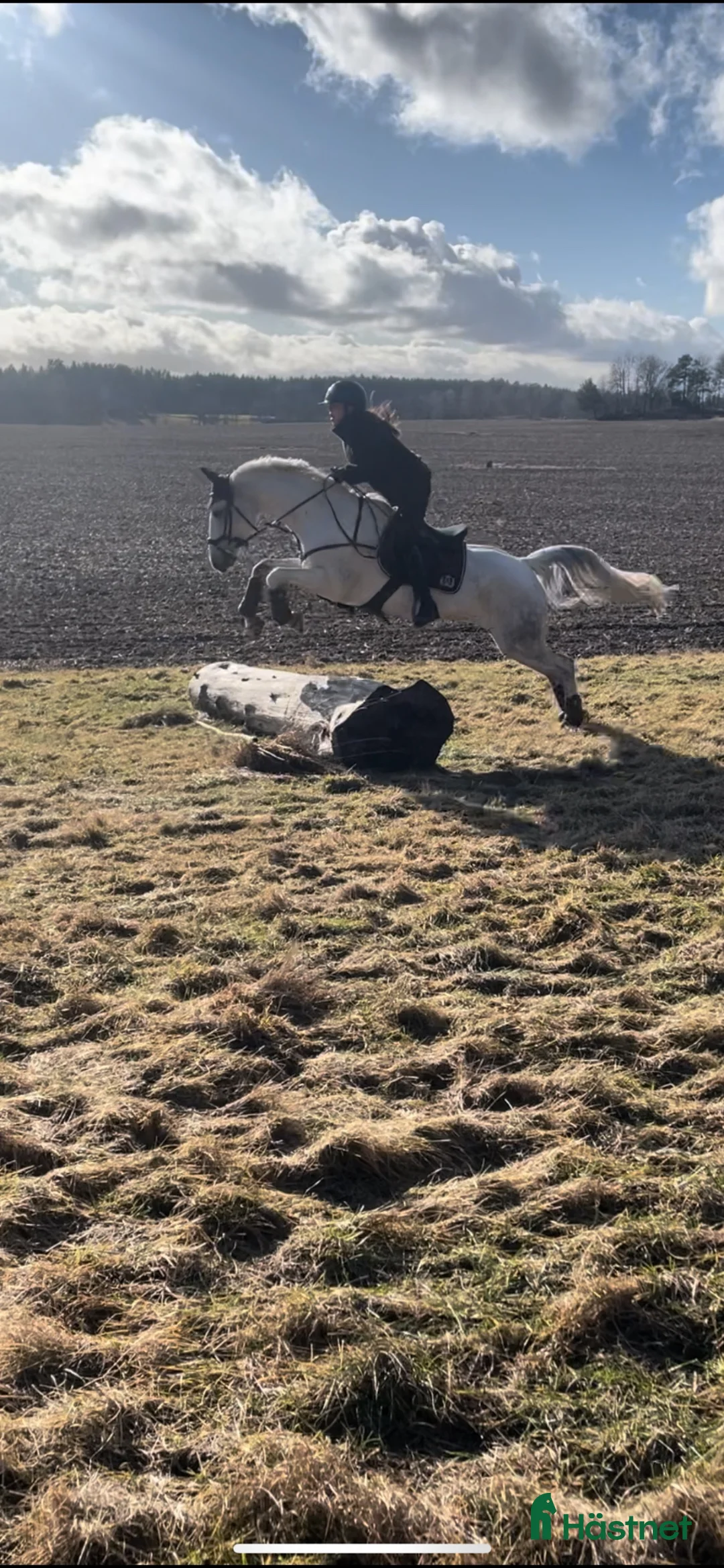 Allround hästar till salu: D ponny sto med stor potential💫 i Vedum - Annons 2