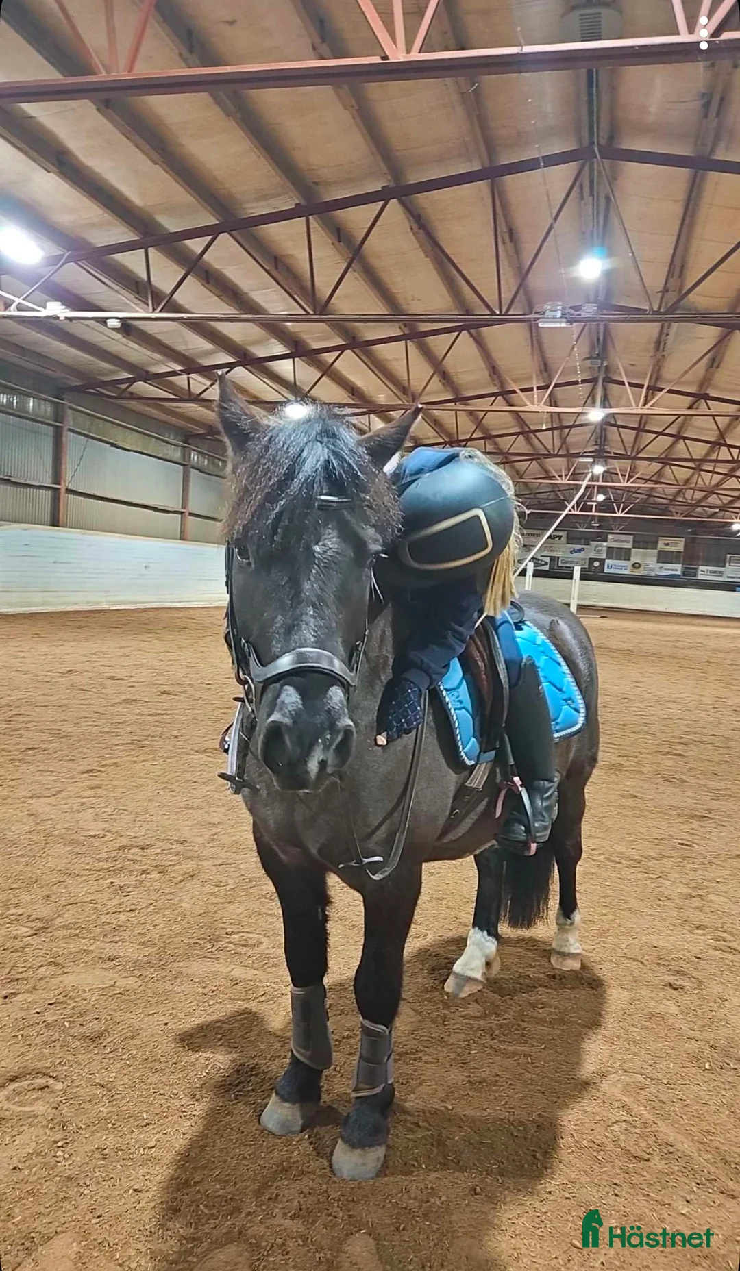 Allround hästar till salu: karaktäristisk allround ponny  i Moheda - Annons 3