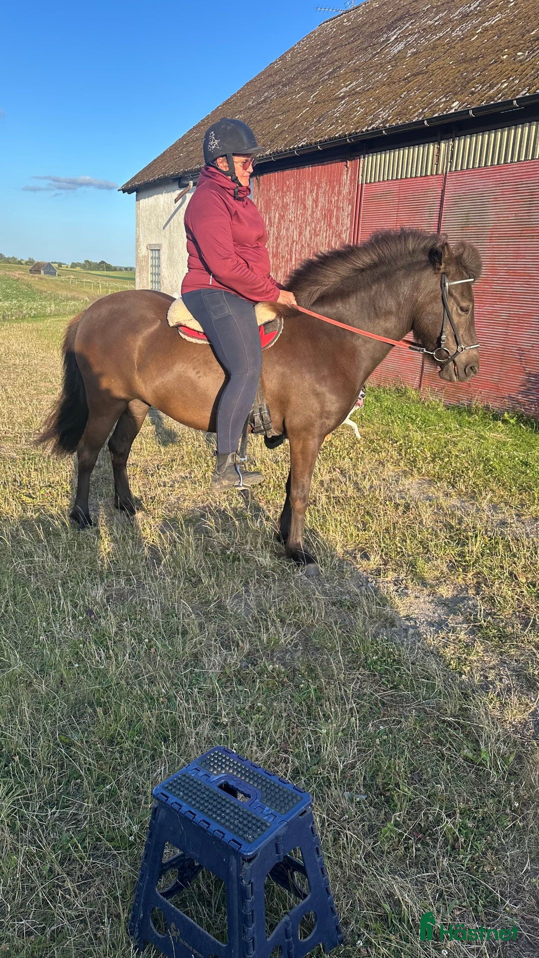 Allround hästar till salu: Trevligt ungsto i Ystad - Annons 1