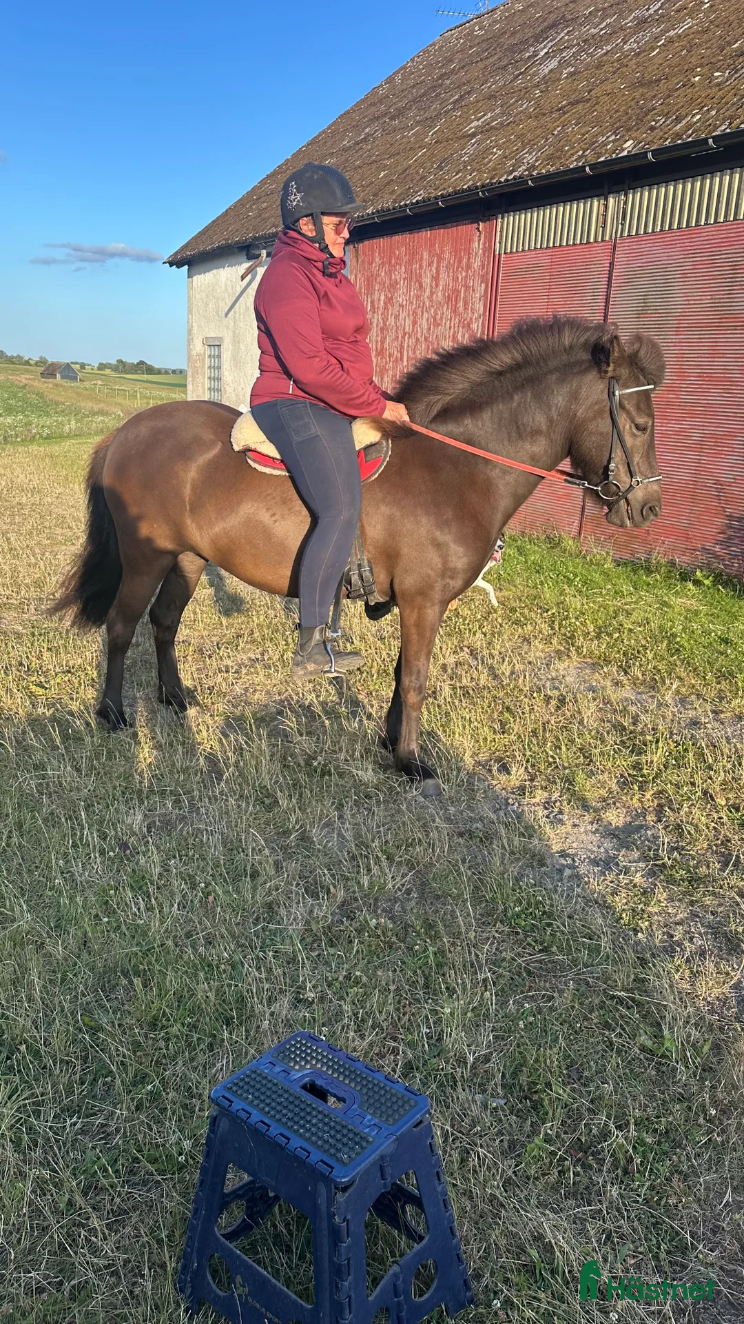 Allround hästar till salu: Trevligt ungsto i Ystad - Annons 1