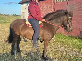 hästar Trevligt ungsto i Ystad - Annons 10