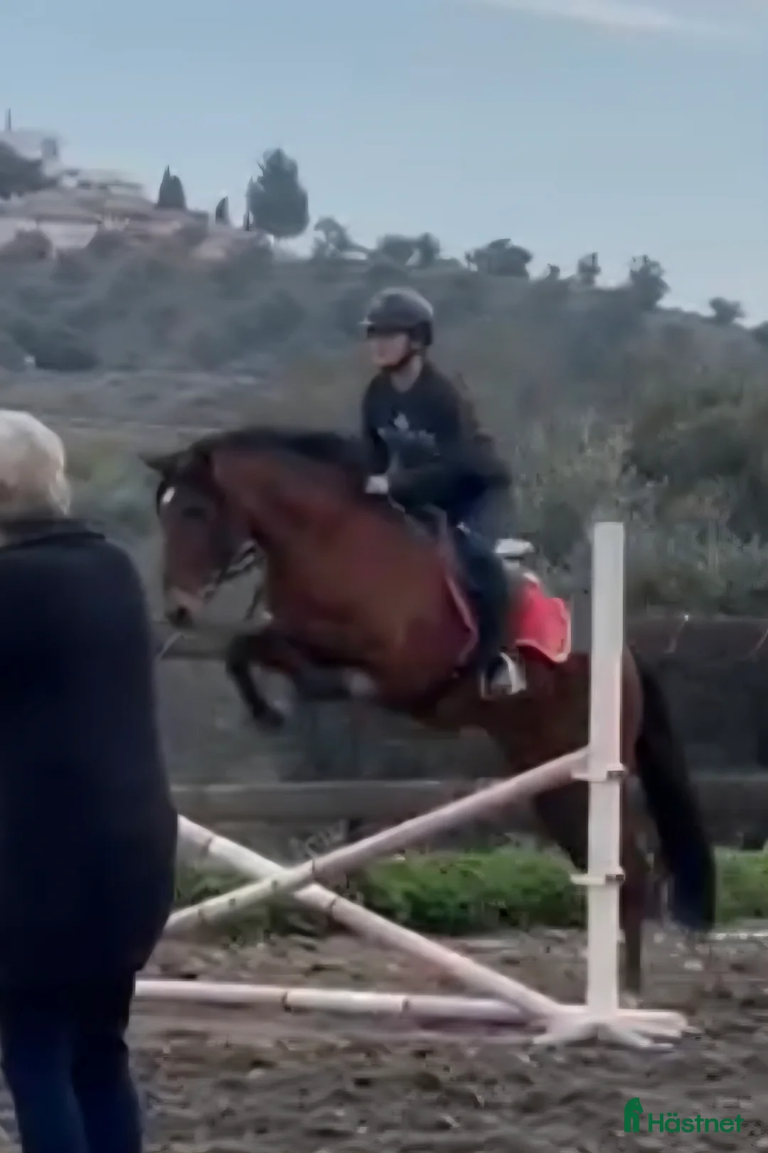 Övrigt hästar till salu: Trevliga hästar till salu i Spanien  i Mijas - Annons 2