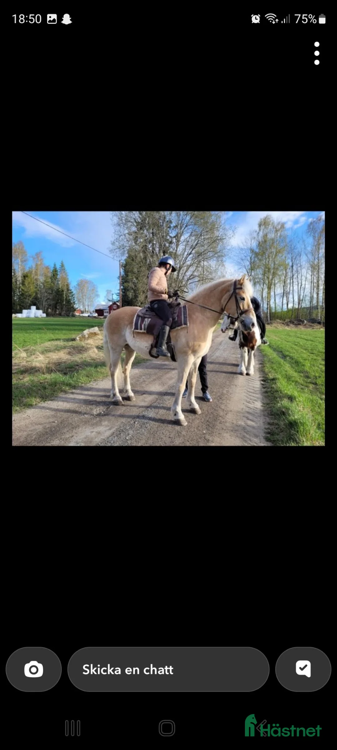 Sällskap hästar till salu: Skogsmulle/tanthäst - Annons 2
